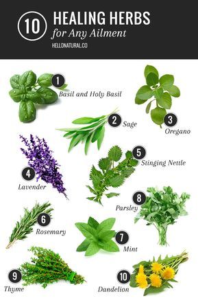 10 Healing Herbs You Never Considered for Holistic Care
